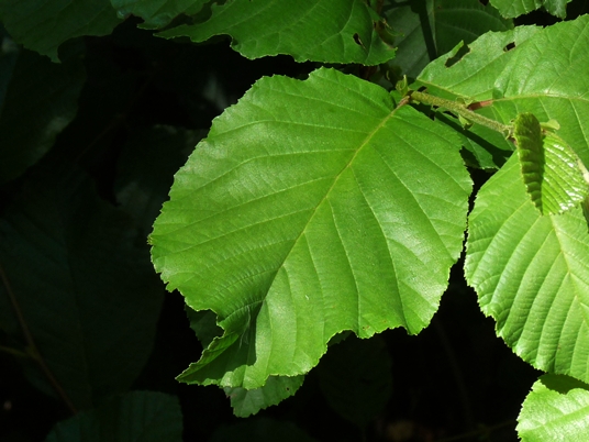 {Alnus serrulata}